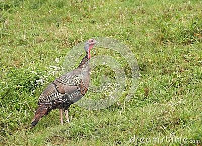 Wild Turkey (Meleagris gallopavo) Stock Photo