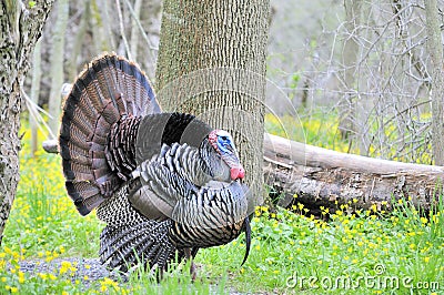 Wild Turkey (Meleagris gallopavo) Stock Photo