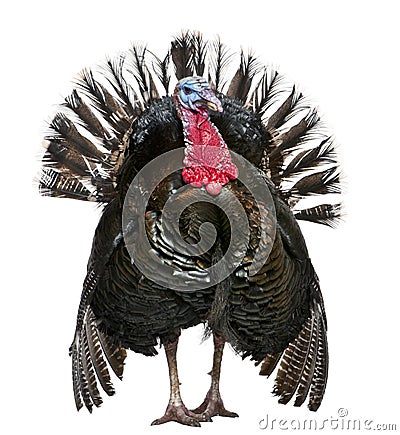 Wild Turkey, Meleagris gallopavo Stock Photo