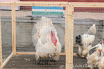 Wild Turkey. Meleagris gallopavo. Stock Photo