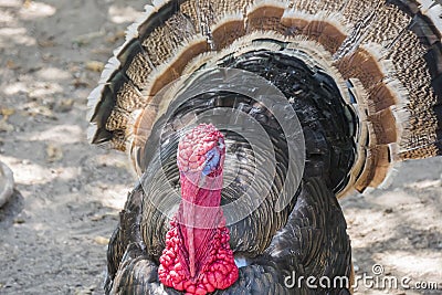 Wild turkey (Meleagris gallopavo) Stock Photo