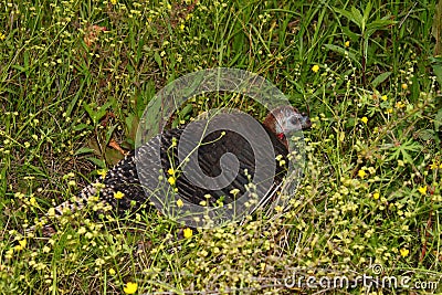 Wild Turkey (Meleagris gallopavo) Stock Photo