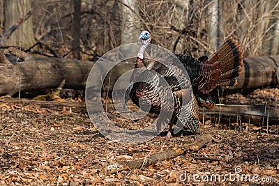 Wild Turkey - Meleagris gallopavo Stock Photo