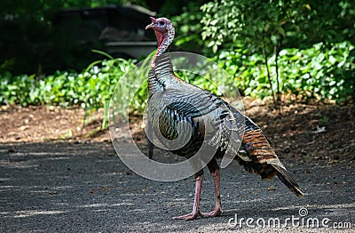 Wild Turkey Stock Photo