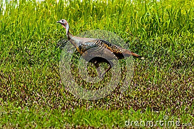 Wild Turkey Myakka River State Park Stock Photo