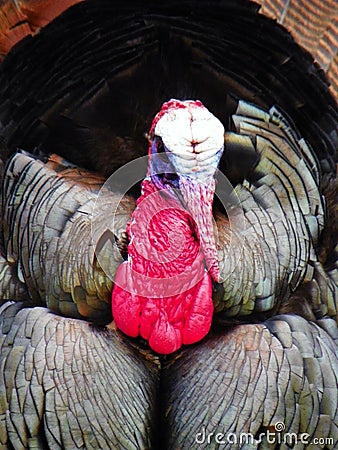 Wild turkey head of male during springtime courtship Stock Photo