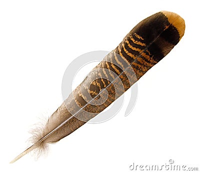 Wild Turkey Tail Feather Stock Photo