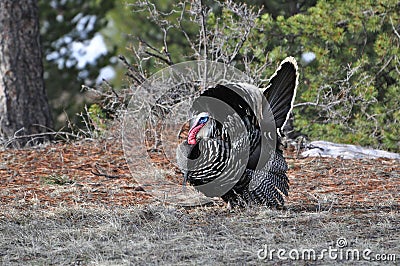 Wild turkey tom gobbler displaying his tail feathers Stock Photo