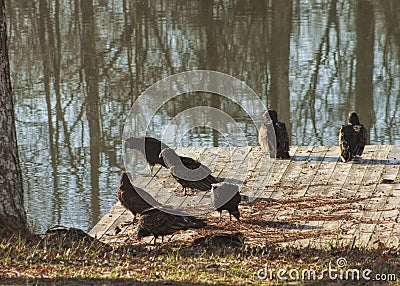Wild Alabama Turkey Vultures - Cathartes Stock Photo
