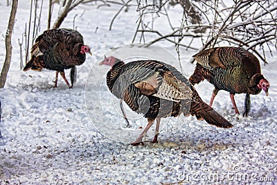 Wild Turkeys Stock Photo