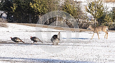 Wild Turkeys and a deer keeping COVID-19 distancing Stock Photo