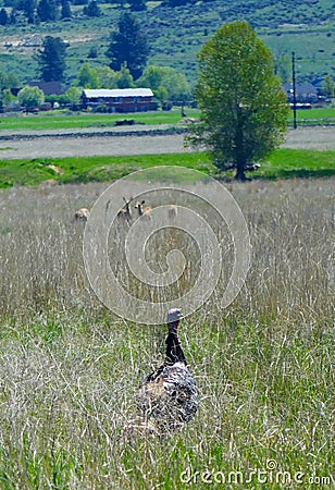 Wild Turkey and Deer near Hamilton, Montana Stock Photo