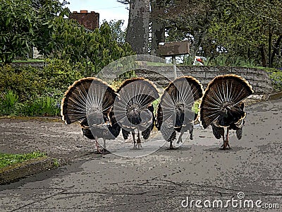 Parade against thanksgiving. Stock Photo