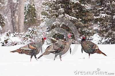 Wild Turkeys In Snow Stock Photo