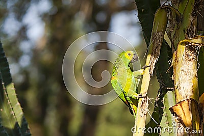 Wild Turquoise (Blue) Fronted Amazon Parrot Picking at Palm Stem Stock Photo