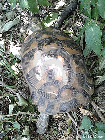 A wild turtle came into the garden by accident. she was released into the woods.summer Stock Photo