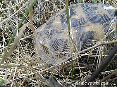 a wild turtle came into the garden by accident. she was released into the woods. Stock Photo