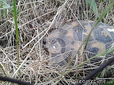 a wild turtle came into the garden by accident. she was released into the woods. Stock Photo