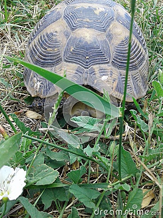 a wild turtle came into the garden by accident. she was released into the woods. Stock Photo