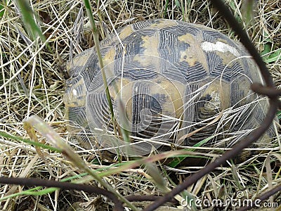 A wild turtle came into the garden by accident. she was released into the woods. Summer Stock Photo