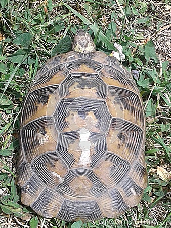 a wild turtle came into the garden by accident. she was released into the woods. Stock Photo