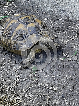 a wild turtle came into the garden by accident. she was released into the woods. Stock Photo