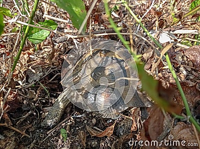 A wild turtle hides in the autumn foliage. Stock Photo