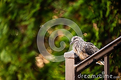 Wild turtledove perching on a handrail against a blurry background Stock Photo