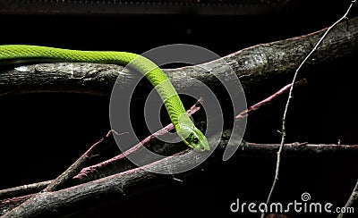 Wild venomous snake Stock Photo