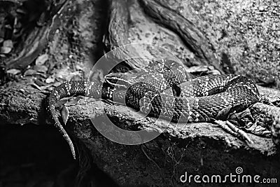 Wild venomous snake Stock Photo