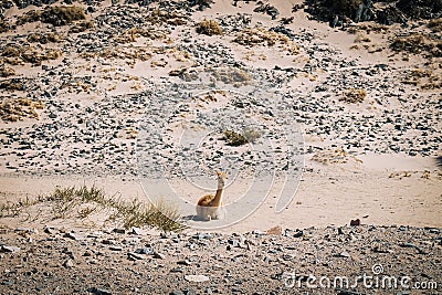 Wild vicuna on the road to Campo de Piedra Pomez, Catamarca, Argentina Stock Photo