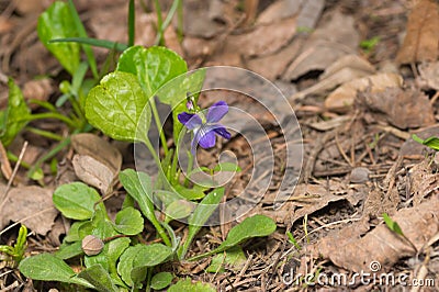 Wild viola flower among dry leaves Stock Photo