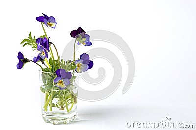 Wild viola flower in a glass vase Stock Photo