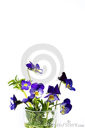 Wild viola flower in a glass vase Stock Photo