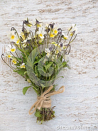 Wild viola flowers bouquet tied with jute rope Stock Photo