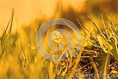 Wild viola tricolor Stock Photo