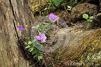 Wild Viola tricolor Stock Photo