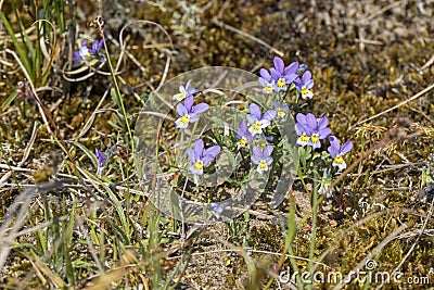 Wild viola tricolor Stock Photo