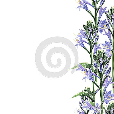 Wild violet lilies bels elegant card. A spring decorative bouquet. Vector Illustration