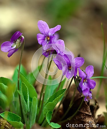 Wild violets blooming Stock Photo