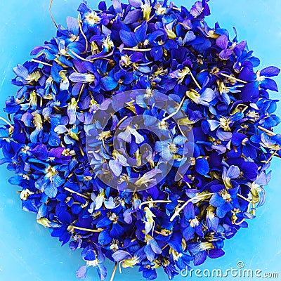 Wild Violets on a blue background Stock Photo