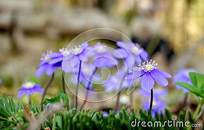 Wild violets in the forest Stock Photo