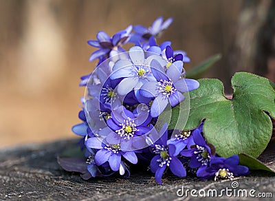 Wild violets in forest Stock Photo