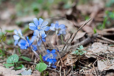 Wild violets Stock Photo