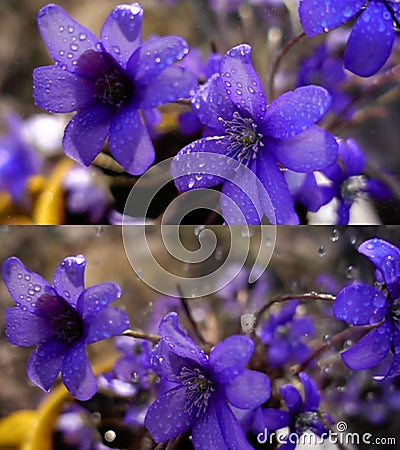 Wild violets in rain Stock Photo