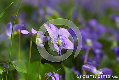 Wild violets. Spring blue wildflowers in the forest. Forest landscape with sunlight. Natural concept Stock Photo