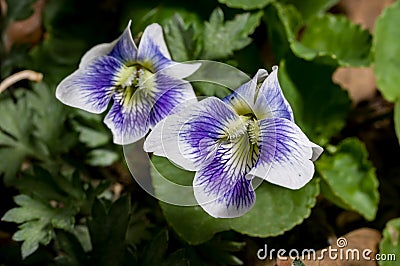 wild violets Stock Photo