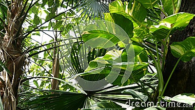 Wild, vivid vegetation of deep misty tropical wood. Jungle landscape. Interior of exotic asia woods. Mossy lianas dangling from Stock Photo