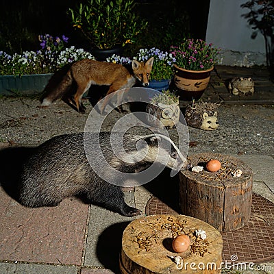 Wild Vixen Fox and Badger in rural garden Stock Photo