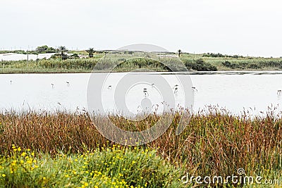 Waders in lake near green plants Stock Photo